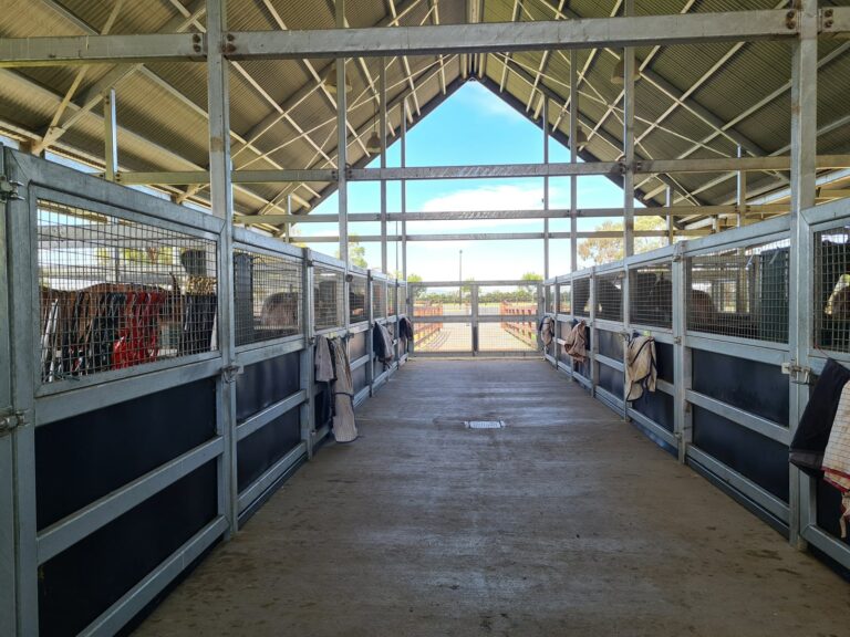 Yulong mare covering area with equiboard infill