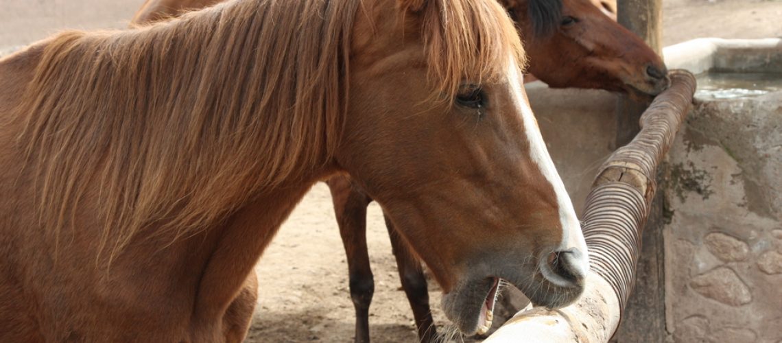 HOrse_Cribbing